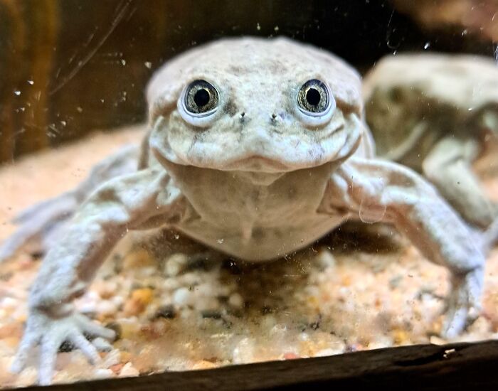 Titicaca Frog