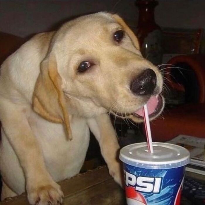 Dog drinking Pepsi through a straw, showcasing weirdness with its unconventional behavior.