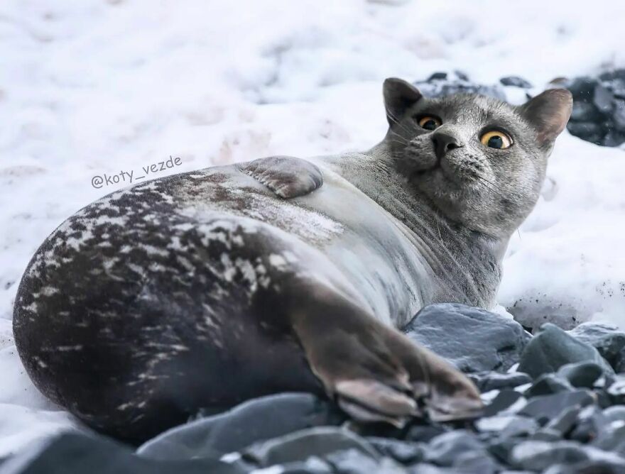 Person Shows What Everything Would Look Like If It Had A Cat’s Face And The Result Is Funny Yet Disturbing ( New Pics)