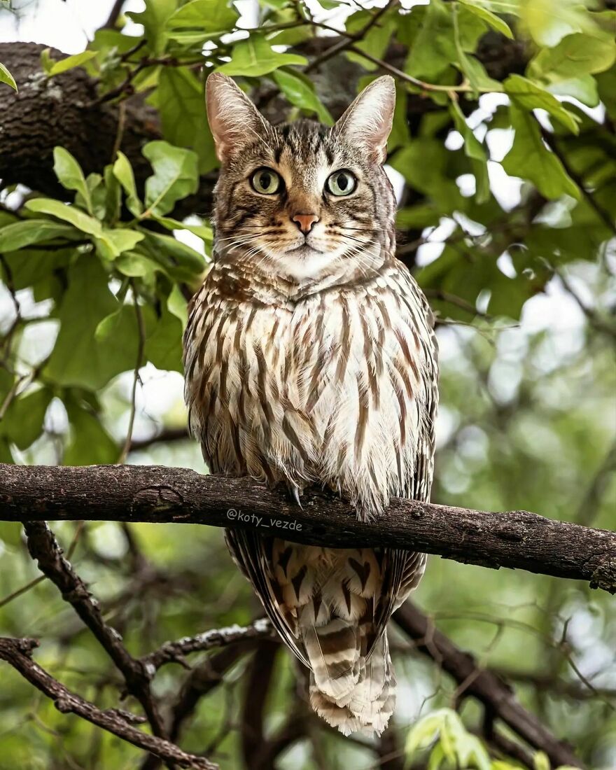 Person Shows What Everything Would Look Like If It Had A Cat’s Face And The Result Is Funny Yet Disturbing ( New Pics)