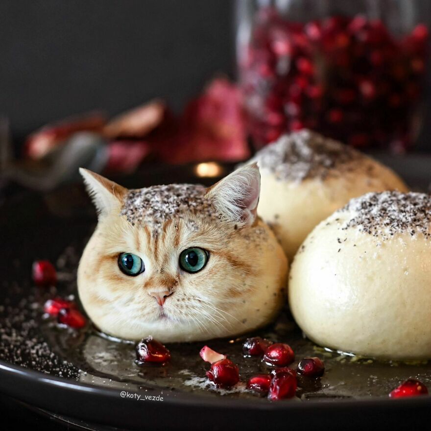 Person Shows What Everything Would Look Like If It Had A Cat’s Face And The Result Is Funny Yet Disturbing ( New Pics)