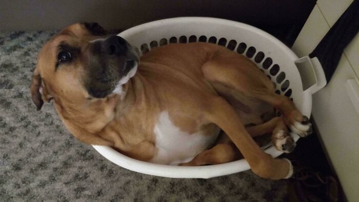 When You Wake Up At 4 AM To Strange Noises But It's Just Your Dog Climbing Into The Washing Basket