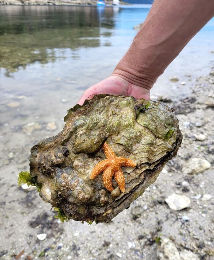 This Unit Of An Oyster I Saw During A Super Low Tide
