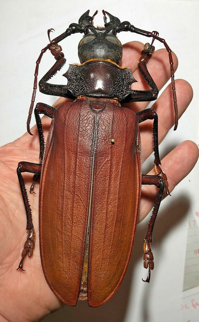 Giant Titan Beetle Is Among The Largest Insects In The World, With Lengths Of Up To 6.6 Inches