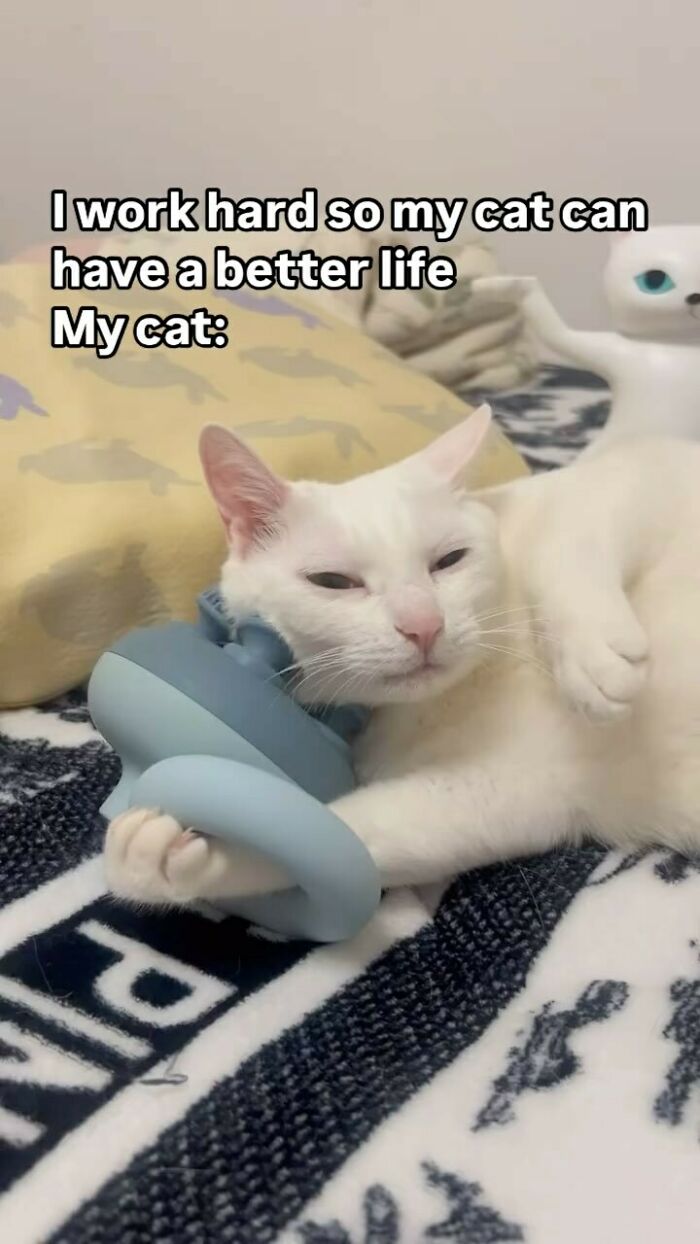 White cat lying on a blanket holding a toy, featured in hilarious memes to save your day with funny moments.