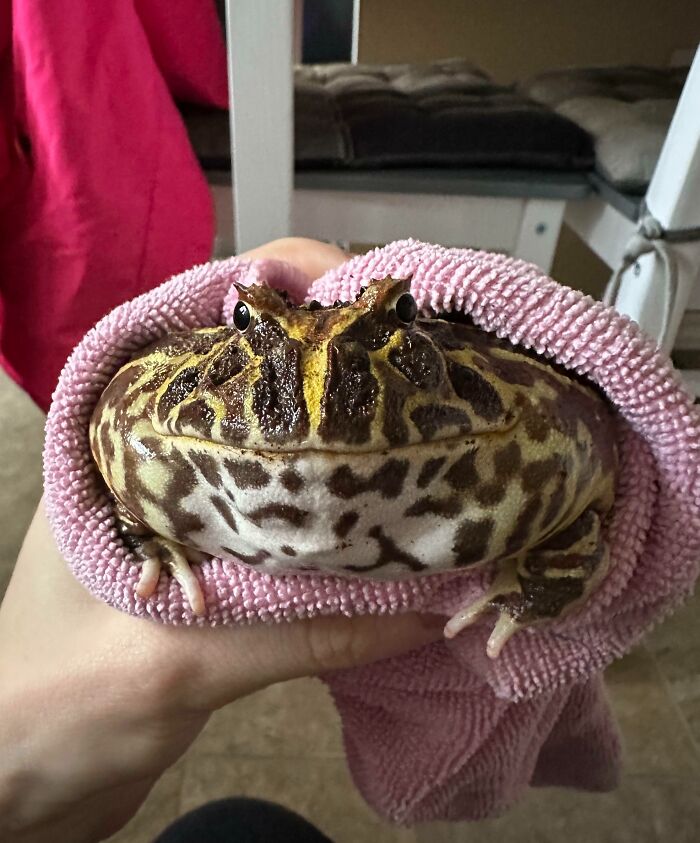 I Give You My Absolute Unit Of A Frog