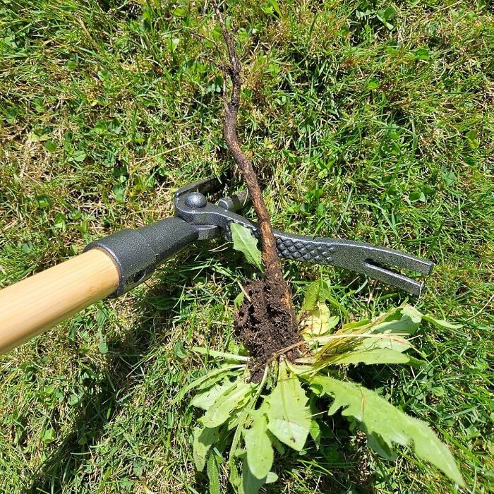Durable garden tool with wooden handle pulling a deep-rooted weed from green grass in outdoor yard.
