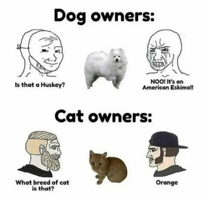 Animal Memes