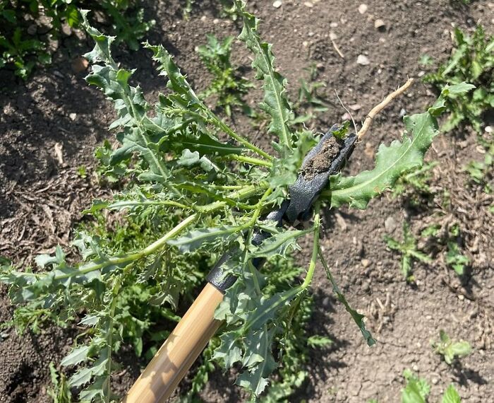 Weeding Got You Feeling Older Than Your Actual Grandpa? Grampa's Weeder Will Have Your Garden Looking Pristine Without Breaking Your Back