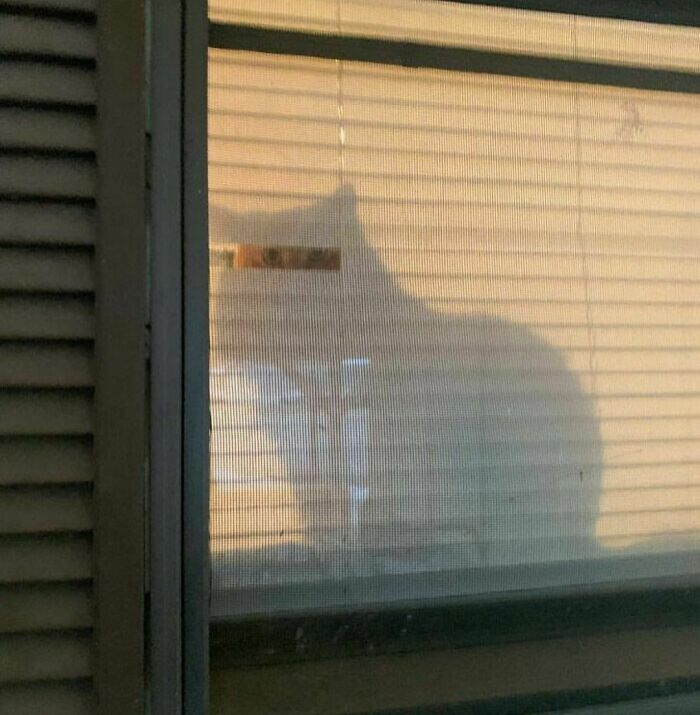 Shadow of a cat behind a window screen captured in random photos you may not know where to begin processing