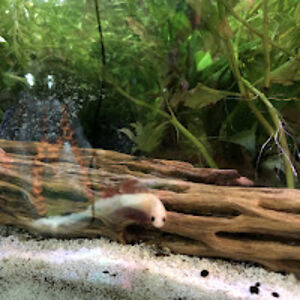 danielleshair_1 avatar