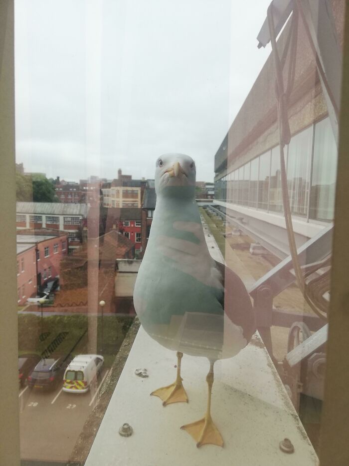 Seagull stands defiantly on a window ledge, staring inside a building, showcasing birds being jerks.