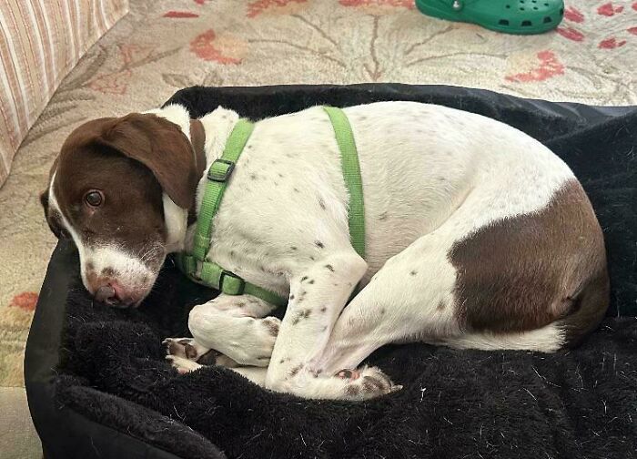 Brown and white dog with a green harness resting on a black bed, showing a hilariously derpy expression.