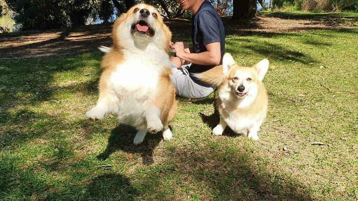 Two hilariously derpy corgis playing on grass with a person sitting in the background, showcasing funny dog expressions.