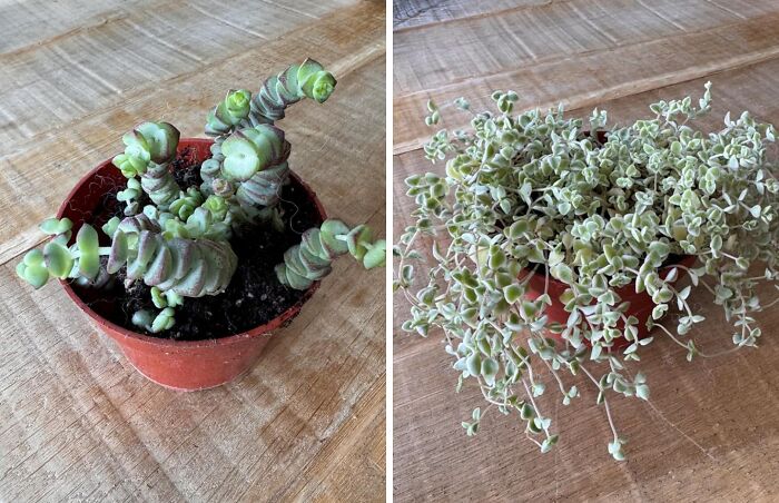 Desk Looking A Little Blah? Add Some Life (And Maybe A Little Zen) With These Adorable Succulents