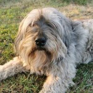 liesbeth_dekker avatar