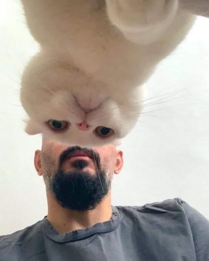 Bearded man with an upside-down cat on top of his head, creating an amusing optical illusion.