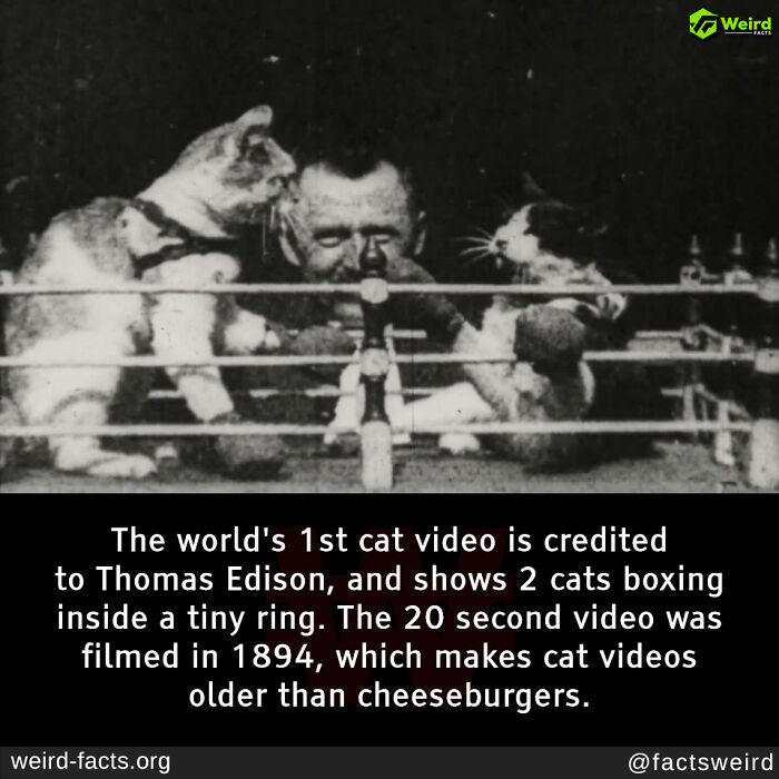 Vintage black and white image of two cats boxing in a tiny ring, illustrating fascinating and amusing fun facts.