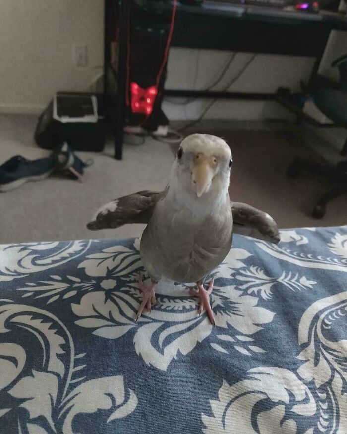Bird standing confidently on a patterned bedspread in a room, looking amusingly assertive.