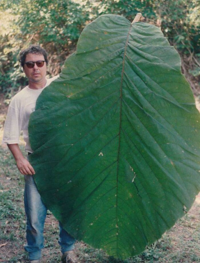 Man holding an enormous green leaf in a forest setting illustrating scale for megalophobia fear of large objects.