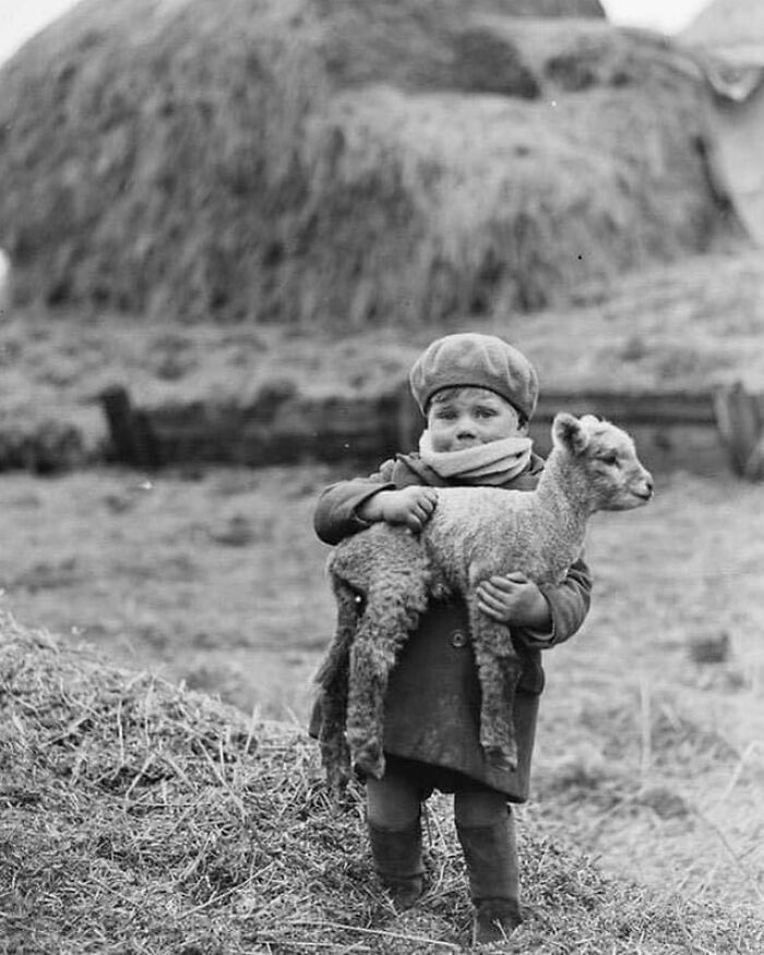 A Photograph Of A Little Boy Carrying A Newborn Lamb, In Scotland, 1932