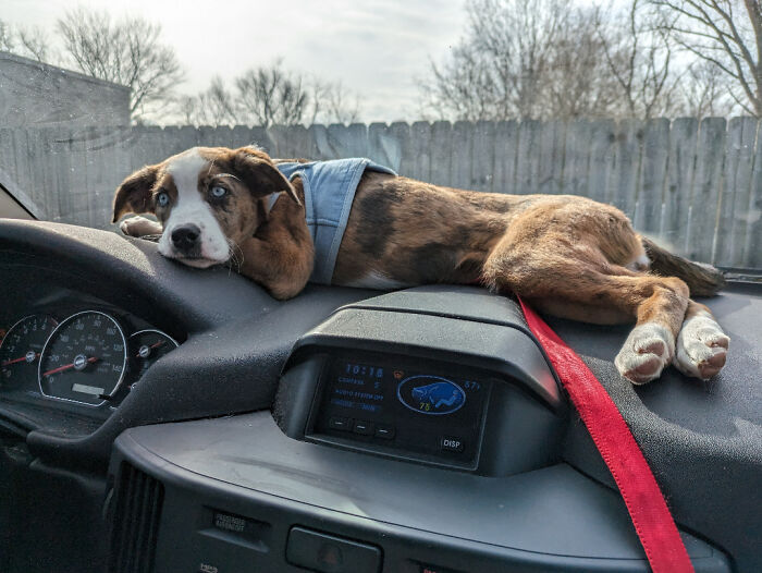 Pretty Sure This Dog Was A Cat In A Past Life. She Chases Laser Pointers Too