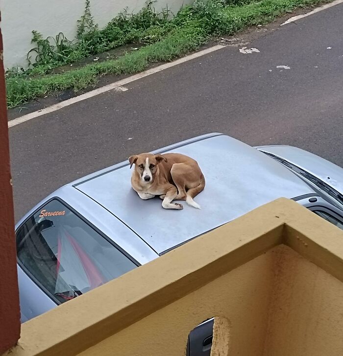 Stray Dog Sleeps On My Neighbor's Car