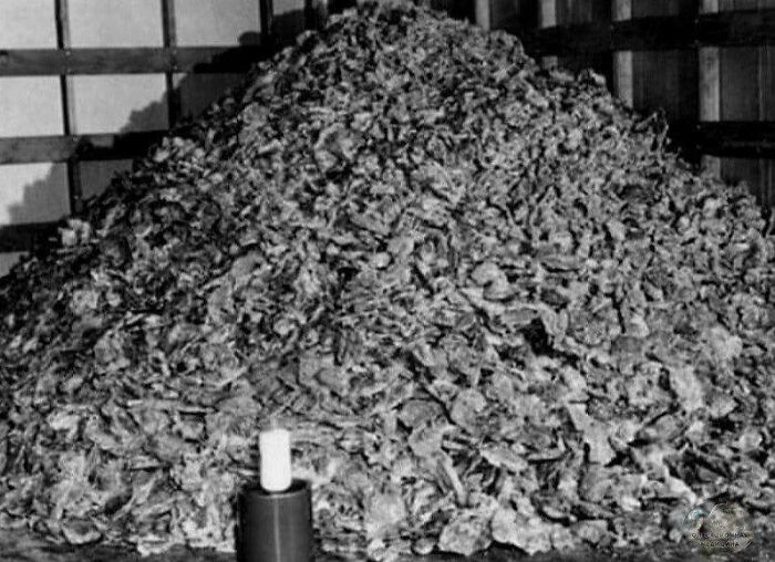 Insulin Production In The 1950: 4,535 Kg Of Pig Pancreas Was Required To Produce 0.45 Kg Of The Medication