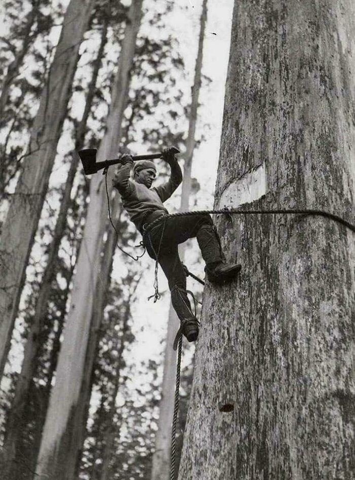 How Lumberjacks Used To Cut Trees In 1946!