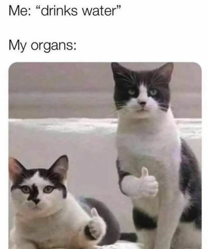 Two cats with serious expressions giving thumbs up, a humorous meme for hilarious memes to save your day.