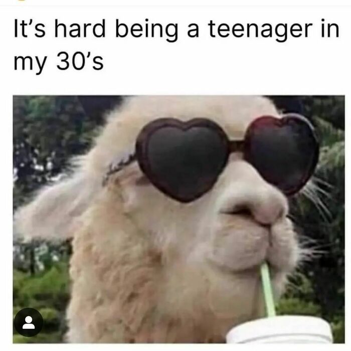 Funny meme featuring a sheep wearing heart-shaped sunglasses sipping a drink, capturing humorous memes to save your day.