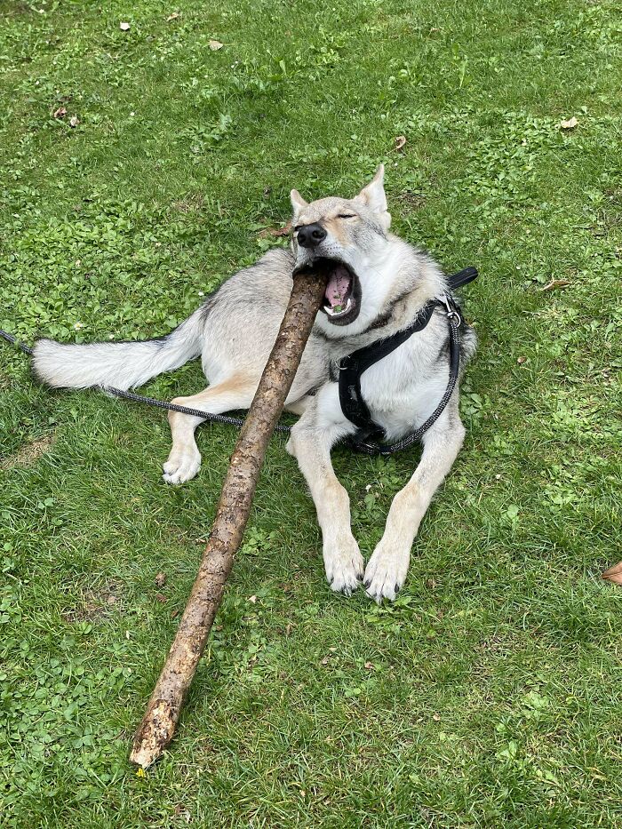 Derpy dog lying on grass with a large stick in mouth wearing a black harness, showcasing hilariously derpy dogs outdoors.