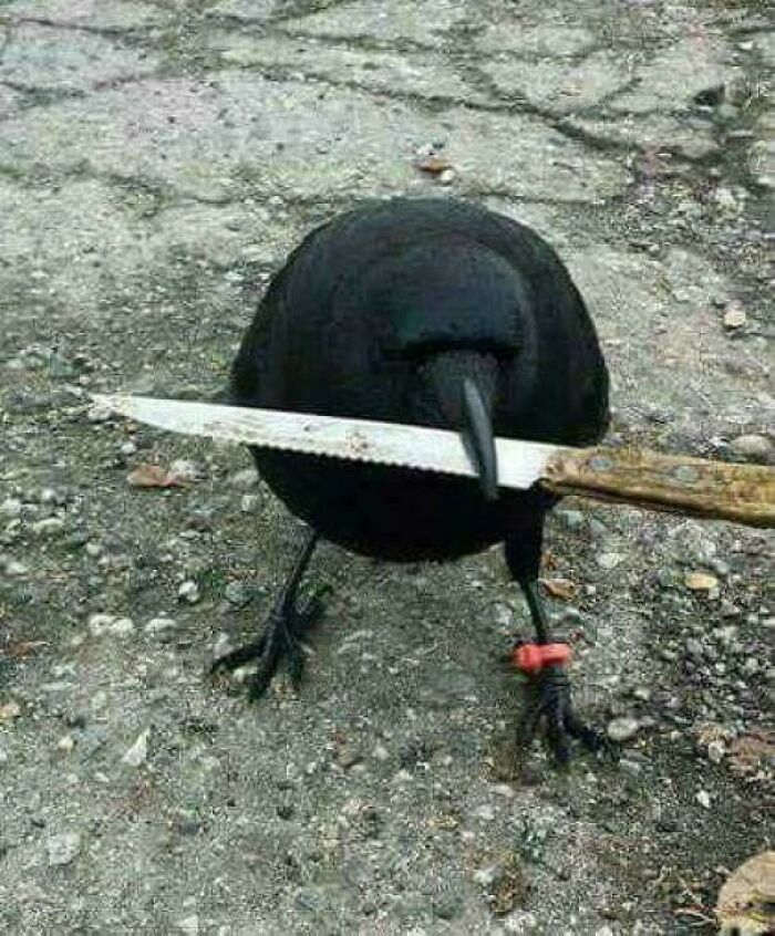 A crow grasps a knife with its beak, humorously portraying birds as mischievous.