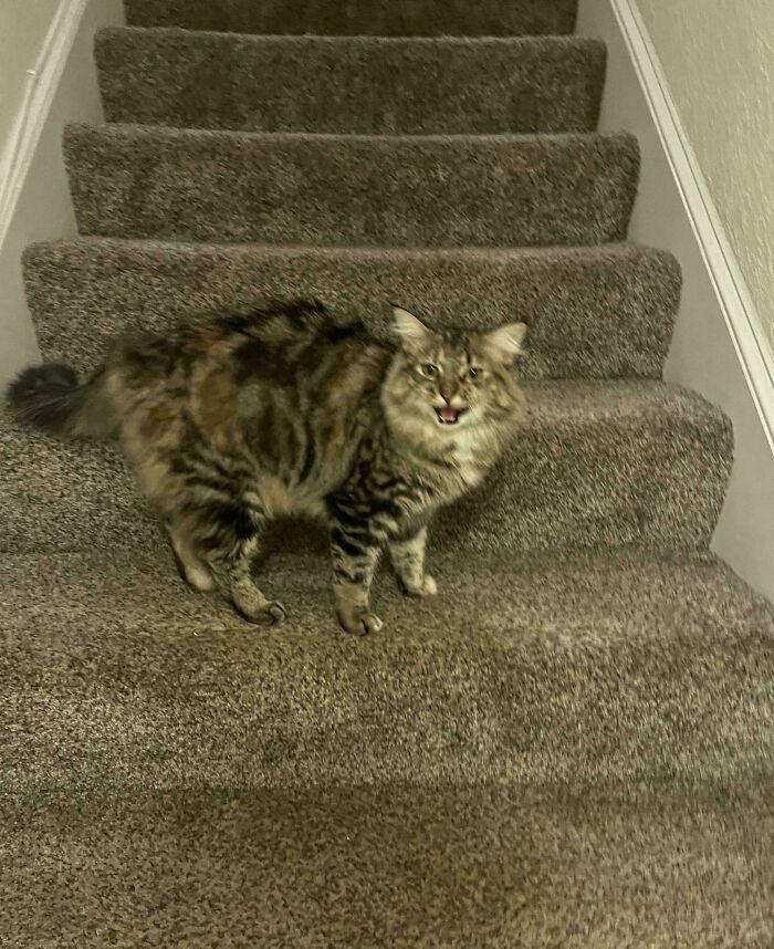 Bink Was Very Angy With Me For Coming Home From Work So Late 😡