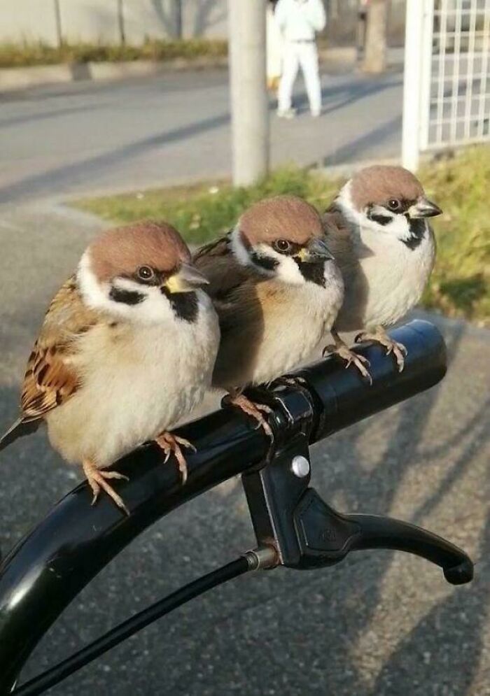 Three sparrows perched on a bicycle handlebar, showcasing birds being funny.