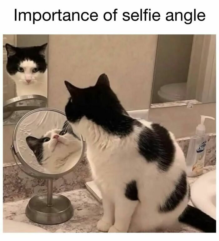 Cat demonstrating the importance of selfie angle by showing different reflections in bathroom mirrors, a humorous meme moment.