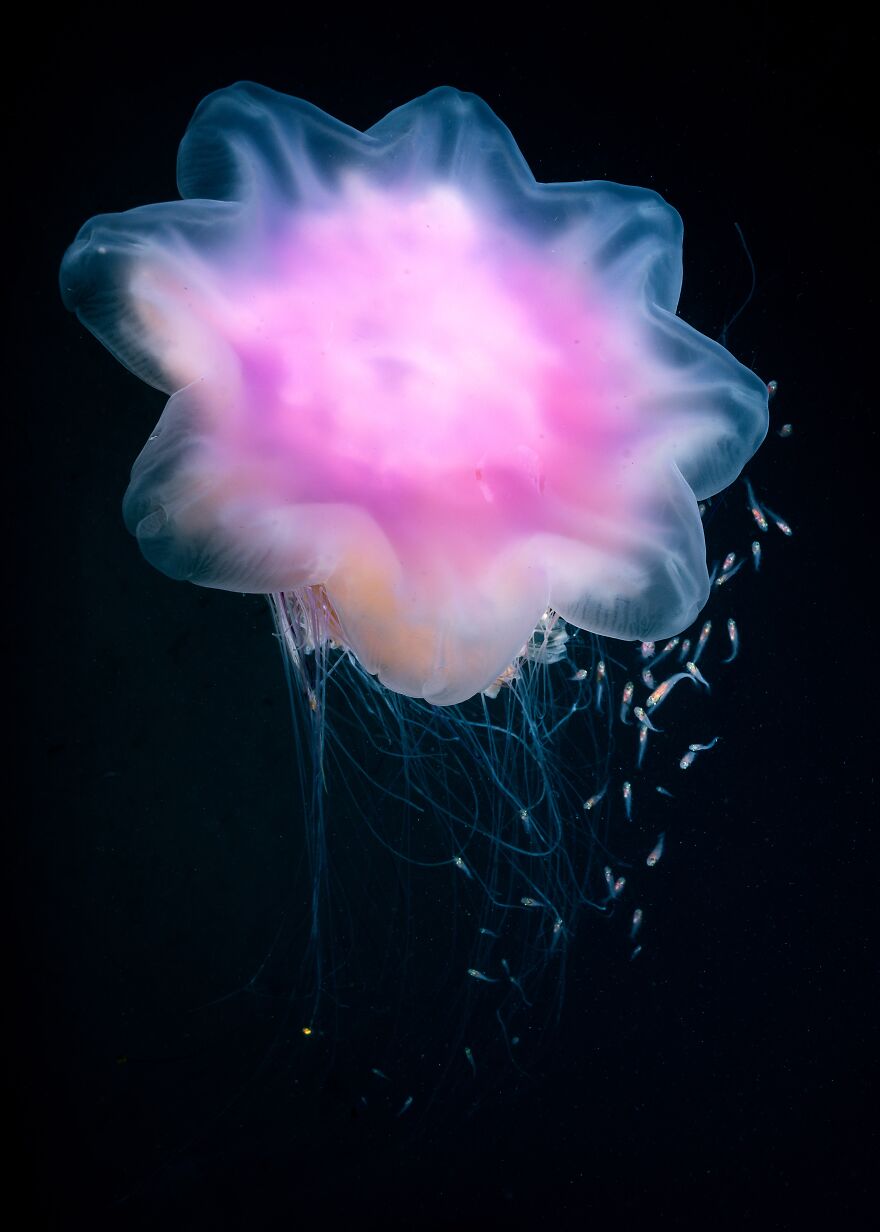 Jelly Flower By Sayaka Ichinoseki