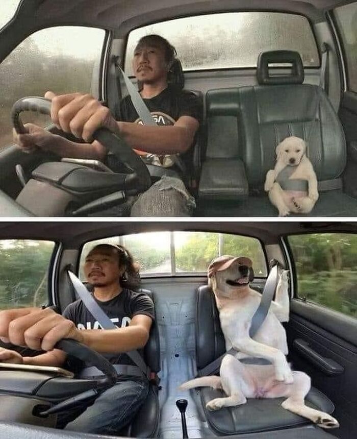 Man driving with a dog in the passenger seat, highlighting a humorous transformation from puppy to adult. Pics That Go Hard.