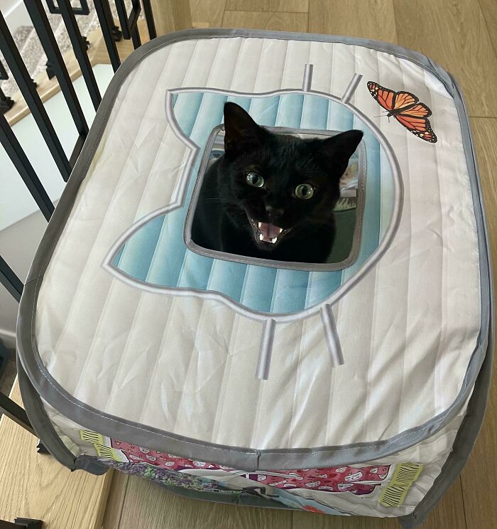 Black cat meowing inside a cat-shaped box, showcasing its feline drama queen attitude.