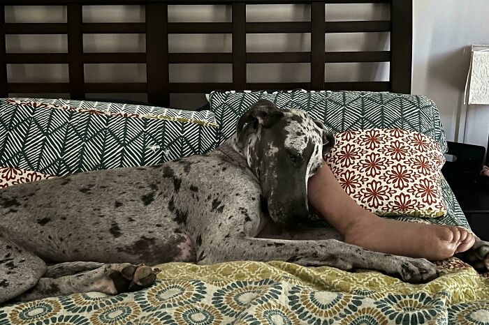 Great dane dog lying on a patterned bed, resting its head on a person's leg, showing a derpy and relaxed expression.