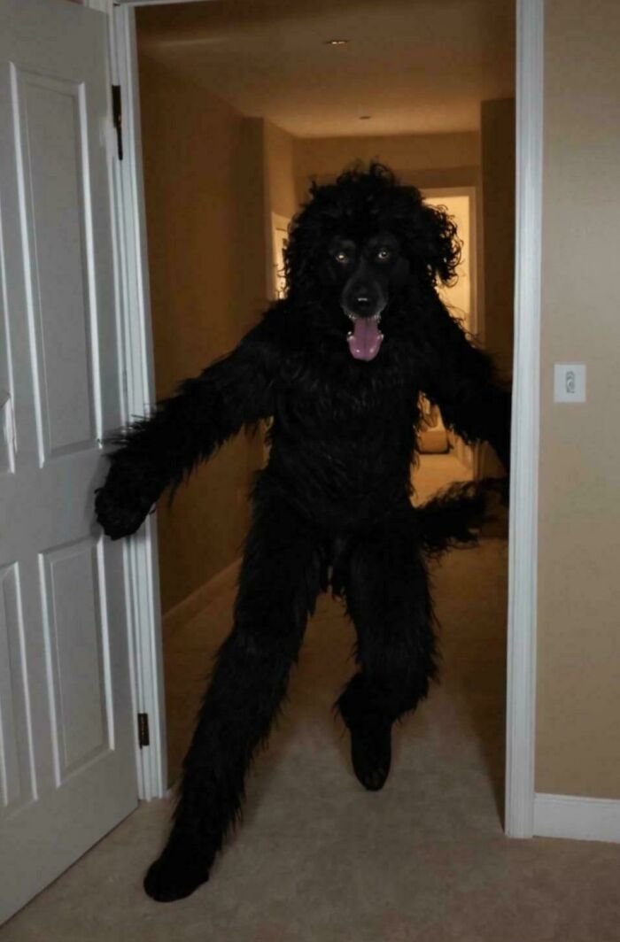 Figura peluda similar a un perro caminando sobre dos patas en un pasillo oscuro, generando una sensación extrañamente aterradora.