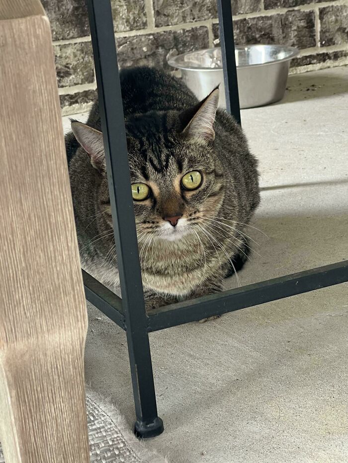 This Kitty Randomly Showed Up At My House Today. I’ve Been Adopted