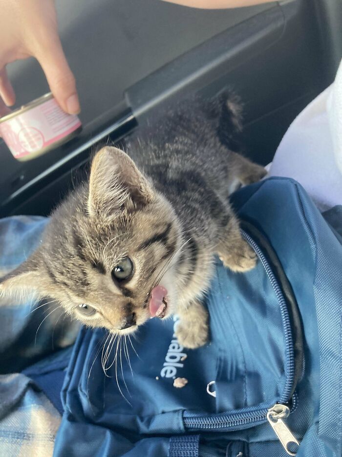 Heard A Crying Kitten, Investigated. She Ran Right Up To Me