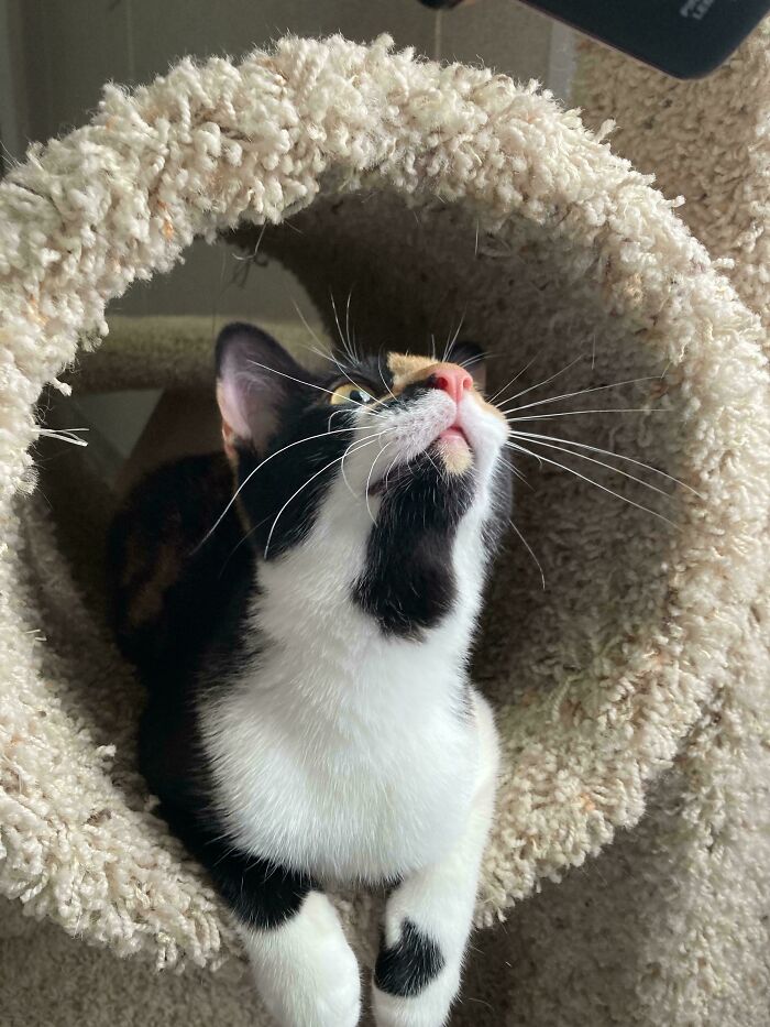 Our Newly Adopted Kitten, Sarafina, Has The Most Remarkably Pink Nose Out Of Any Of My Cats