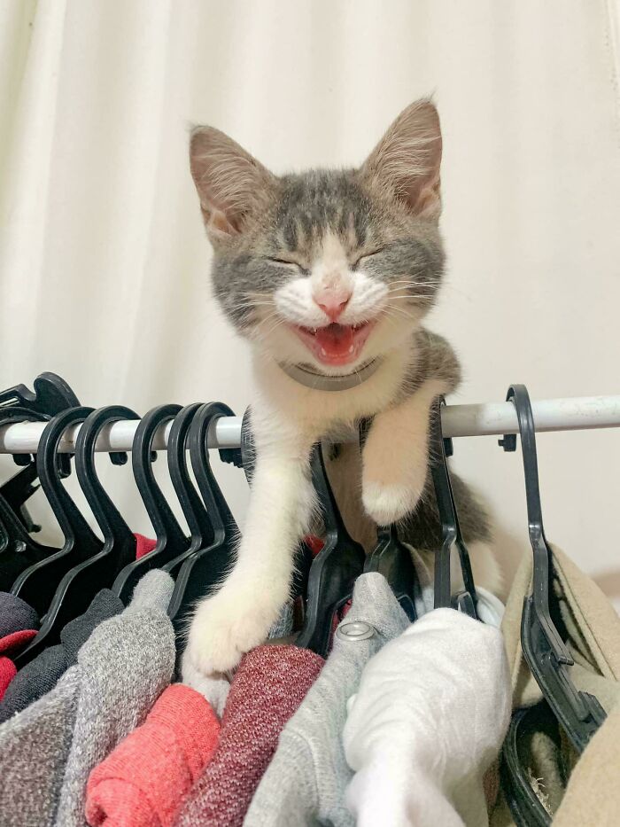 Playful kitten meowing dramatically while perched on a clothes rack.