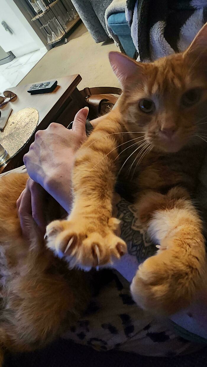 Orange cat showing its sharp claws while lounging on a person's lap.