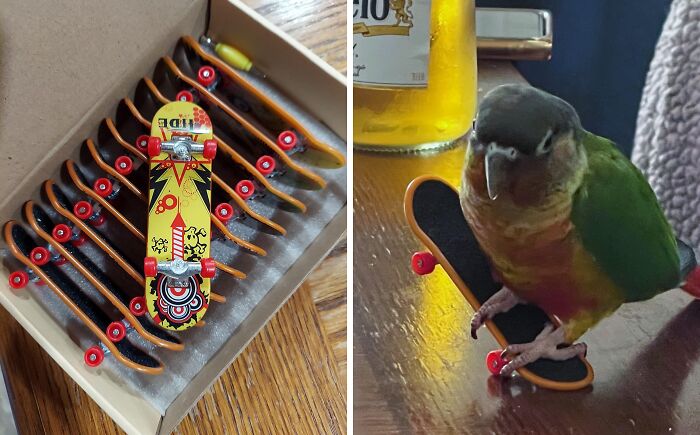 Set of mini skateboards in a box and a small bird perched on a mini skateboard, creative non-candy Halloween treats.