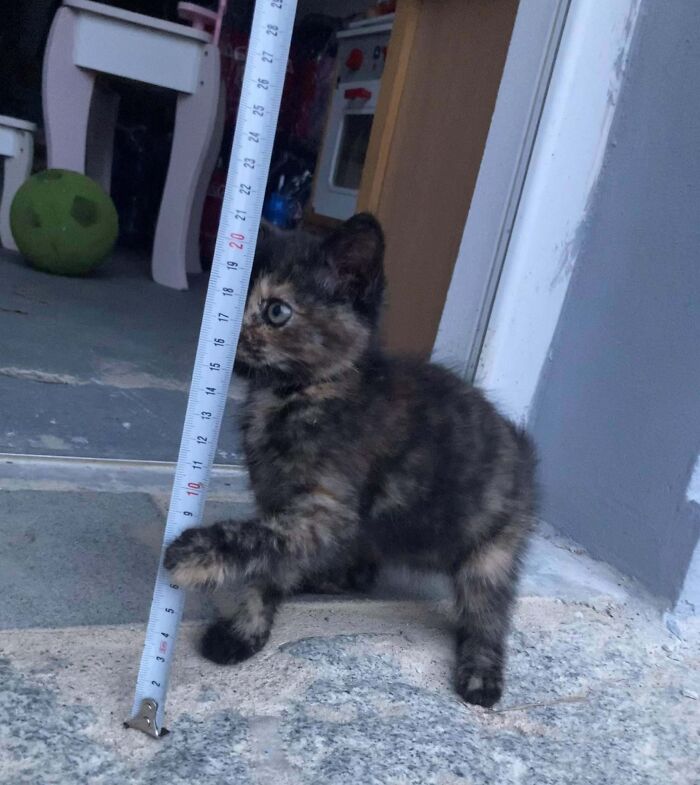 Stray Car Adopted Me, Can Anyone Guess Her Age?