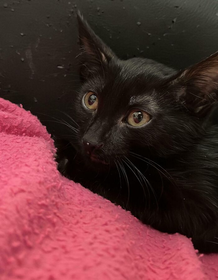 Just Got Thanked For Adopting A Small Cat And Now I’m Sad