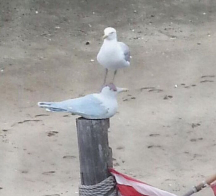 Two seagulls on a beach, one standing humorously on another's head, illustrating birds being total jerks.